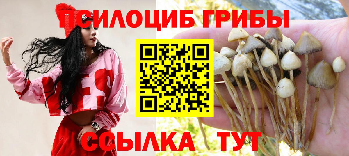 Псилоцибиновые грибы Psilocybine cubensis  Вход с VPN  Камень-на-Оби 